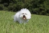 BICHON FRISE 458